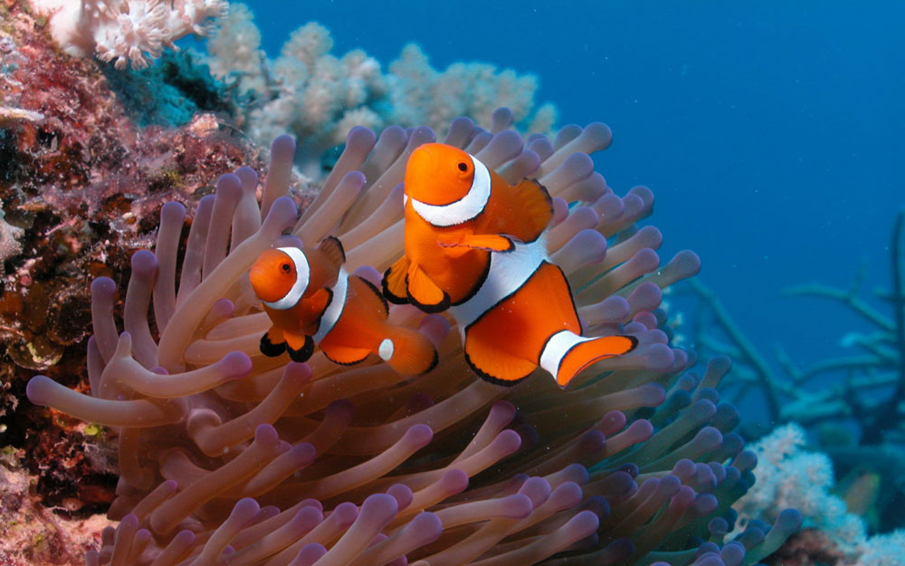 Coral-Reefs