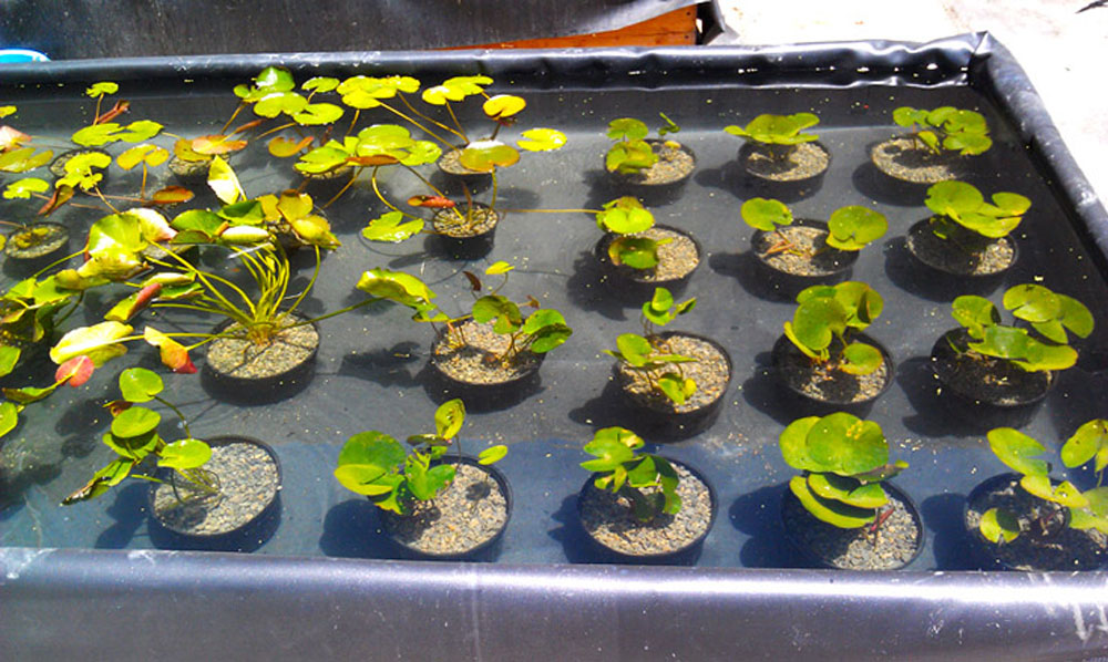 Lily-Grow-Poos
