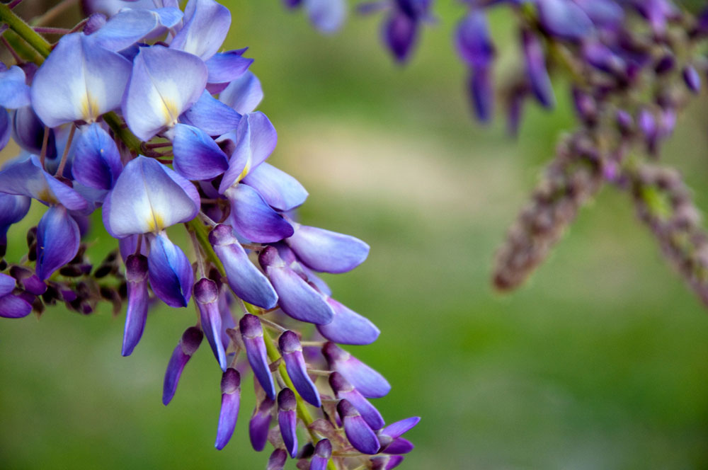 wisteria-bloom