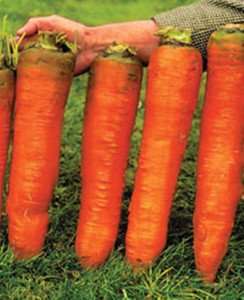 big-vegetables2